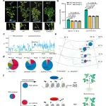 华南农业大学农学院博士生一作在Nature子刊发文在大豆开花适应低纬度地区机制研究中取得新进展