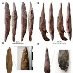 中科院古脊椎动物与古人类研究所最新Science！