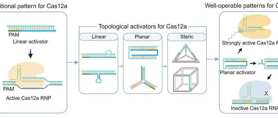 Nucleic Acids Res. &#166;探究激活剂的拓扑结构对CRISPR-Cas12a的反式切割活性的影响