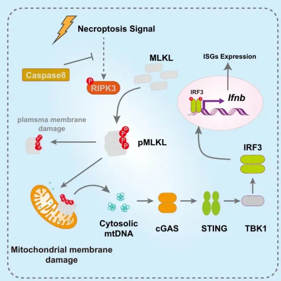 Mol Cell | 北京生命科学研究所王晓东团队揭示程序性坏死细胞激活自身Ifnb表达的机制