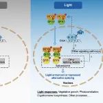 PNAS||南京农业大学沈其荣院士团队揭示光信号调控真菌可变剪接的分子机制