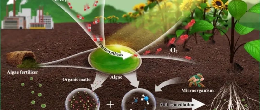 【视点】北航冯伟莹：生物藻肥可缓解土壤盐碱化及促进碳封存