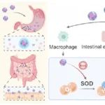 ACS Nano：口服抗氧化纳米笼可直接调节宿主细胞和肠道微生物群以治疗结肠炎