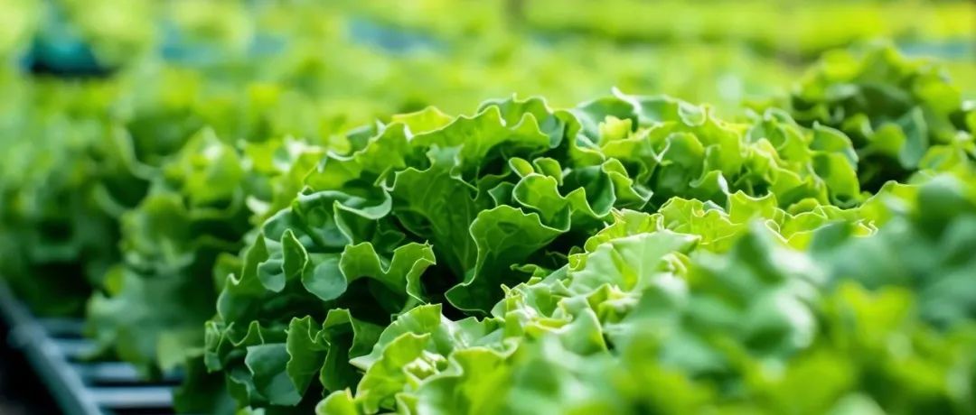 《食品科学》：上海理工大学袁敏教授等：高灵敏检测生菜中Cd2+的荧光适配体纸基芯片传感器