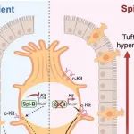 Sci Immunol丨胡小玉等发现簇细胞通过转录因子Spi-B抑制肠道2型免疫