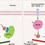 Circ Res丨天津医科大学朱毅等发现CEMIP通过控制平滑肌细胞中的PP1c-MLC20级联来维持血管收缩性！