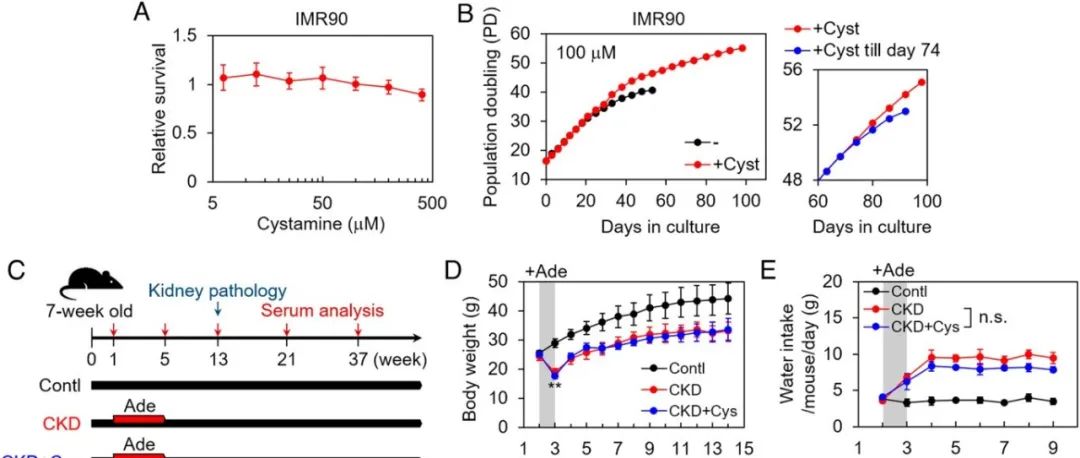 PNAS | 台湾大学林丽琼教授发现TGM2介导的谷氨酰胺脱氨基作用可增强p21在细胞衰老中的稳定性