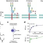 NSR丨北京大学林坚等发现γδT细胞与癌症细胞靶向抗体的化学工程能够增强肿瘤免疫治疗！
