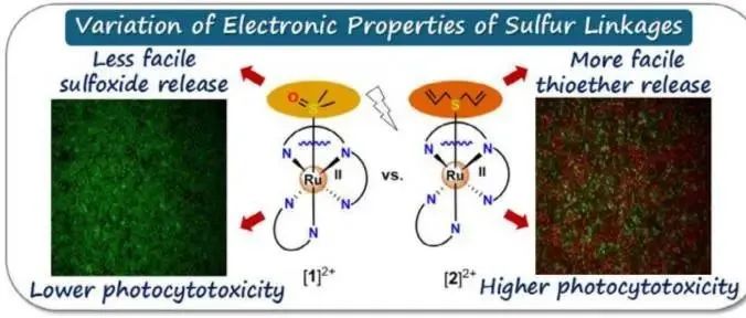 Chem. Eur. J &#166;钌(II)多吡啶配合物对硫基键合物光化学性质的微调及其在PACT中的应用