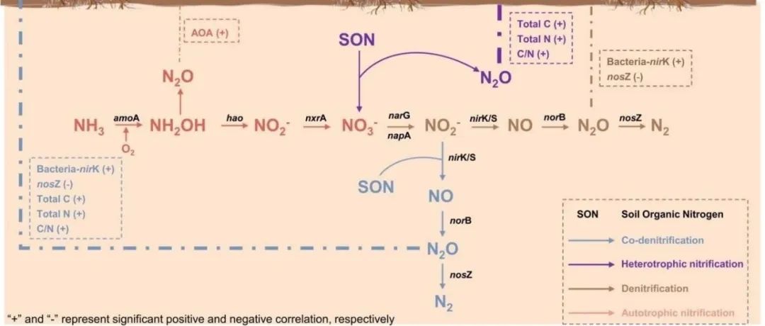 氧化亚氮排放机制丨ENVIRON TECHNOL INNO：氮循环功能基因和土壤特性决定茶园土壤一氧化二氮排放途径的异质性