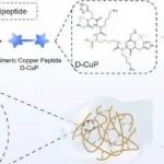 Nature Commun丨中国药科大学姜雷等团队研究发现二聚铜肽（D-CuP）可增强糖尿病创面愈合效果