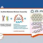 厦门大学姜涛JACS：多面环介导的多肽模块化组装