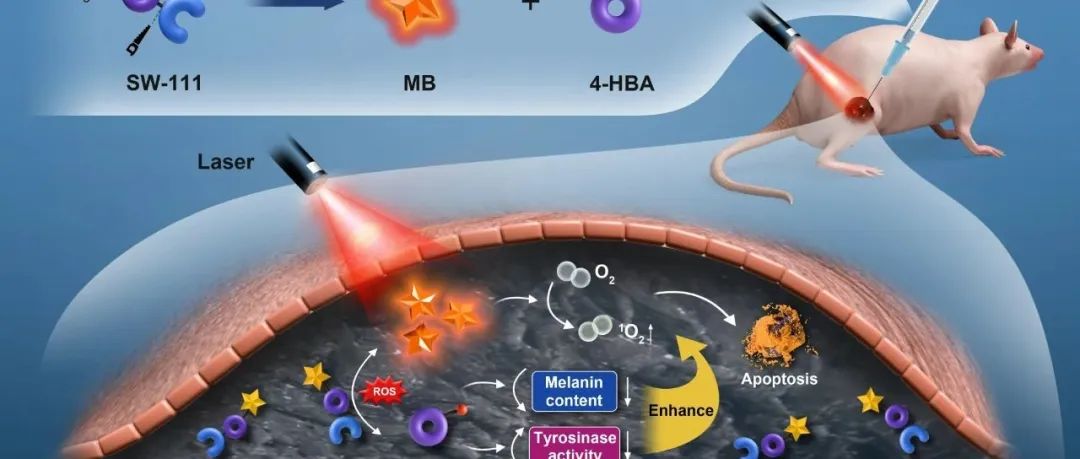 东华大学易涛教授团队：一体双效前药分子助力黑色素瘤光动力治疗