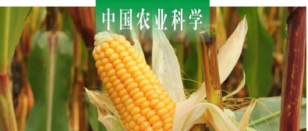 中国农业科学｜甘肃农大柴强课题组探讨西北灌区青贮玉米产量及品质对减量灌水与有机无机肥配施的响应
