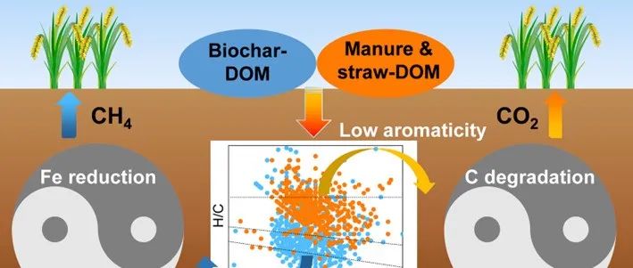 浙江大学林咸永团队ES&T：外源溶解性有机质分子组成调控水稻土异化铁还原和碳排放