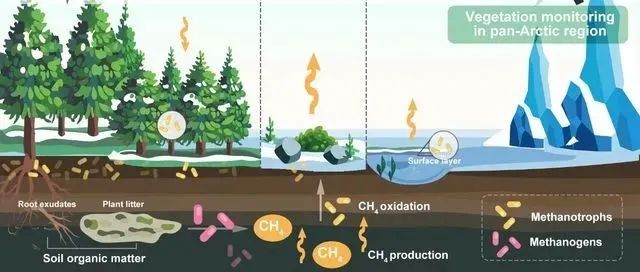 Trends in Plant Science | 华东师大周小奇教授团队揭秘北极植被变化对甲烷排放的调控机制