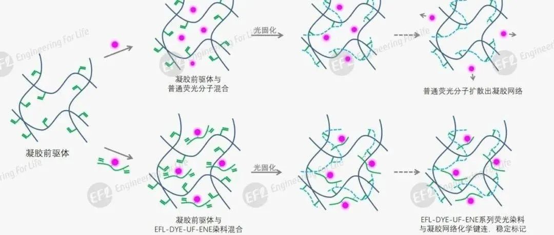 荧光标记水凝胶“利器”：烯类偶联水凝胶荧光染料