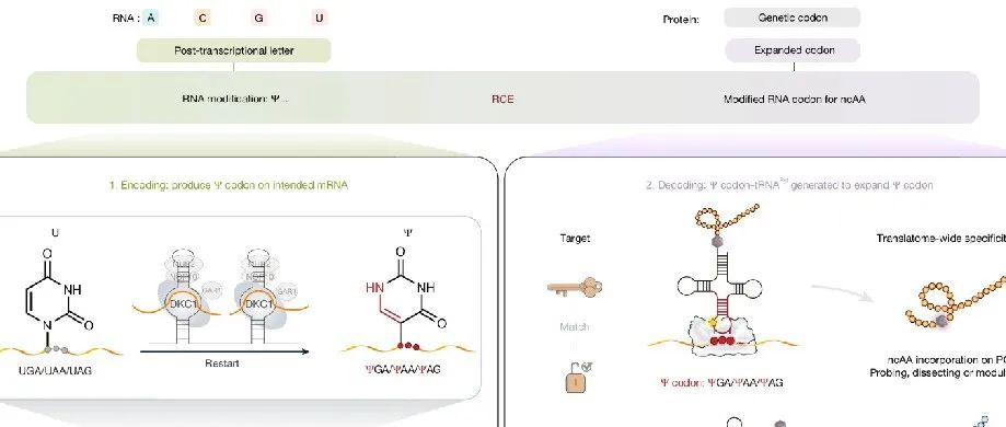 文献速递 | 基于可编程假尿苷编辑与解码的RNA密码子扩展