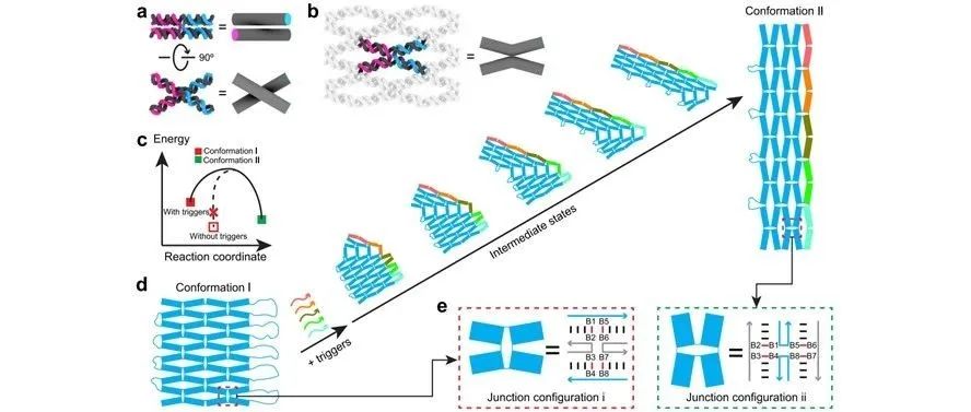 文献分享|Nature Communications.：通过序列设计调节 DNA 折纸纳米阵列的转化