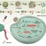 Adv. Mater：基于PROTAC的铜死亡增敏剂用于肺癌治疗