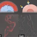 JACS：炔基铂（II）配合物自组装用于检测唾液酸和区分癌细胞与正常细胞