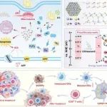 Angew：硫空位优化的ZnIn2S4纳米片可通过多路径ROS风暴和免疫激活实现压电催化肿瘤治疗