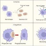 Cell Prolif | 兰州大学第二医院康学文揭示巨噬细胞胞吞作用在椎间盘退变中的治疗策略研究
