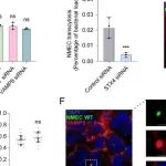 PNAS丨南开大学王磊等团队发现TfR转运囊泡上VAMP3和syntaxin 4介导新生儿脑膜炎大肠杆菌穿透血脑屏障的机制