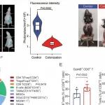 Cancer Res丨复旦大学徐丛剑/刘海鸥：膳食添加甘露糖重塑肠道菌群，增强癌症免疫治疗