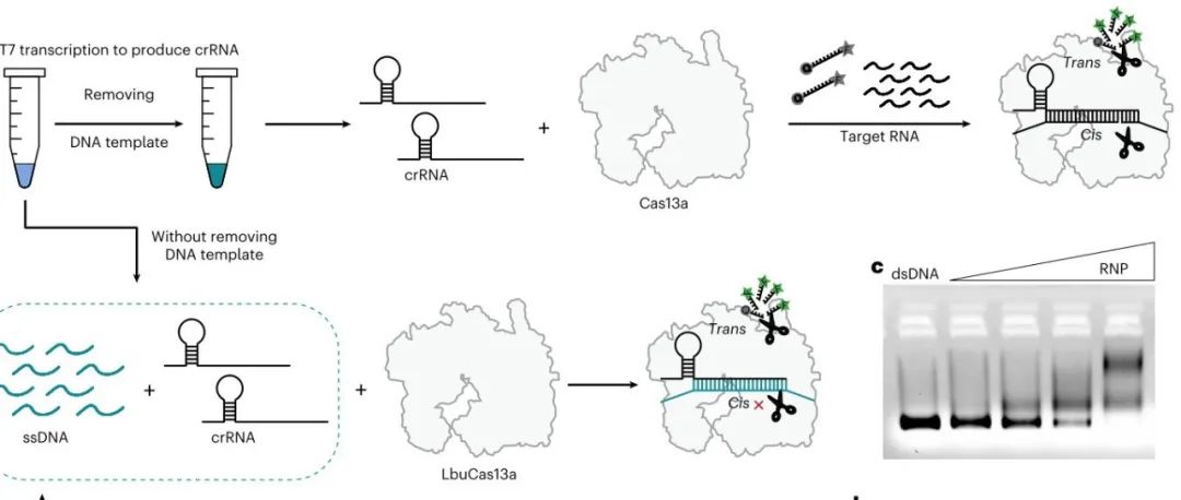 Nat. Biomed. Eng. &#166;LbuCas13a直接靶向DNA并具有较强的反式切割活性
