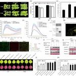 连发两篇！西南大学孙现超教授团队在植物科学一区Top期刊（IF=10.4）发表研究成果！