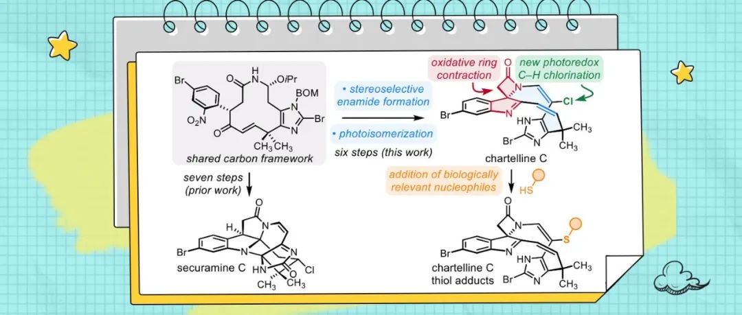 【JACS】耶鲁大学Seth B. Herzon课题组：Chartelline C的全合成