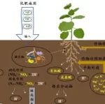 东北地理所在旱田黑土酸化机制及调控研究取得系列进展