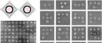 【JACS】DNA折纸“布阵”脂质体：构建可编程囊泡阵列的新策略