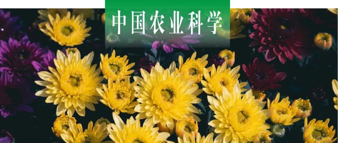 中国农业科学｜山东农大王文莉课题组探析菊花CmASMT的克隆及其在高温抗性中的作用