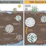 南京土壤所褚海燕团队在合成菌群调控除草剂降解和微生物碳代谢中取得进展