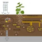 东北地理所在旱田黑土酸化机制及调控研究取得系列进展
