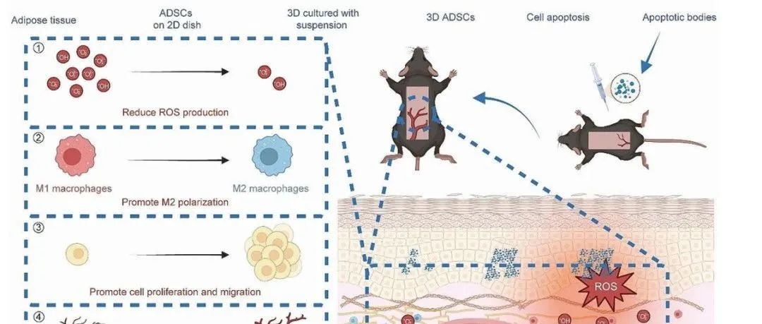 温州医科大学《Journal of Nanobiotechnology》：3D培养脂肪干细胞凋亡小体在缺血皮瓣修复中的应用