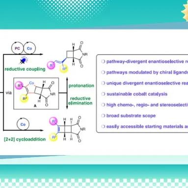 【Nat. Commun.】上海有机所孟繁柯最新：钴催化炔烃和环丁烯路径发散式的对映选择性偶联反应