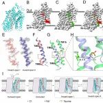 PNAS | 中科大佘继课题组在牛磺酸跨膜转运机制研究中取得进展