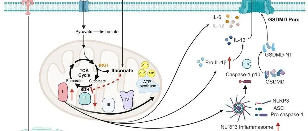Cell Metabolism | 新突破！同济大学王飞龙、李强、郭忠良团队揭示衣康酸促进肺泡巨噬细胞介导的炎症反应
