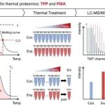 J. Am. Chem. Soc. | Refined-TPP：一种改良的热蛋白质组学方法
