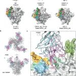 Cell Discov | 复旦大学黄竞荷联合上海交通大学吴帆揭示中国HIV-1感染者体内分离出高效中和抗体FD22