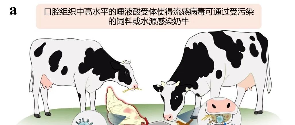 美国奶牛因“偷奶”导致H5N1流感大暴发