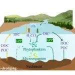 EST | 沉积物清淤显著增强河流水体的固碳潜力