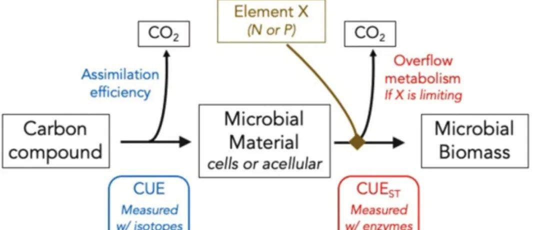 估算土壤中微生物碳利用效率：基于同位素和基于酶的方法测量