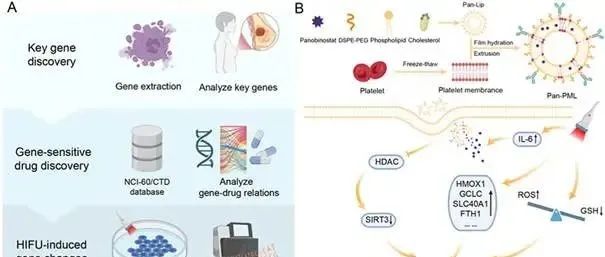【Biomaterials】组学引导+超声辅助+靶向递送，三阴性乳腺癌铁死亡治疗的“组合策略”
