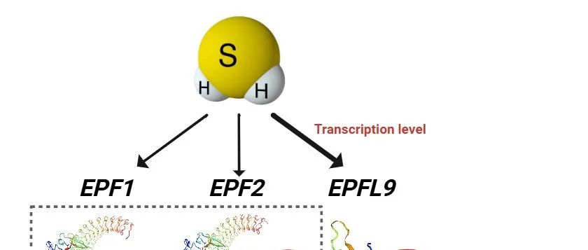 【作者解读】PPB〡小分子大作用：山西大学金竹萍课题组新研究揭秘硫化氢如何“指挥”植物气孔发育