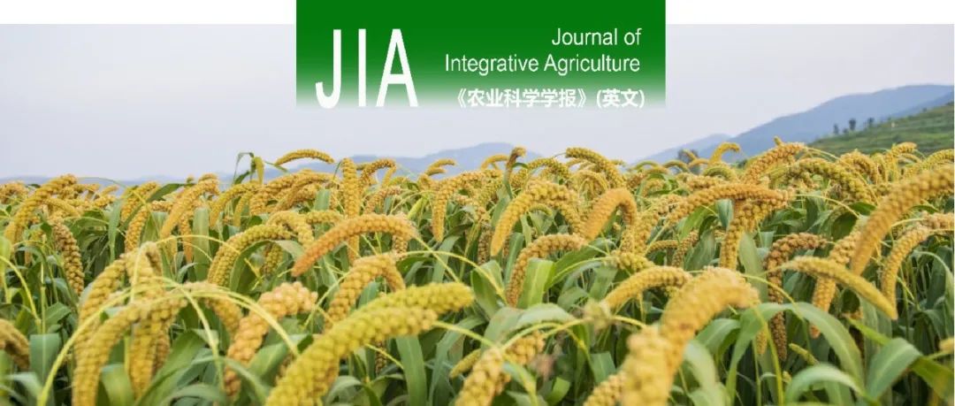 JIA｜西北农林科技大学冯佰利教授氮肥对糜子淀粉结构、糊化及流变性能的影响研究