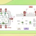 【Angew. Chem.】中国科学院化学所李峻柏：CO&#8322;还原驱动的生物能量仿生合成微反应器